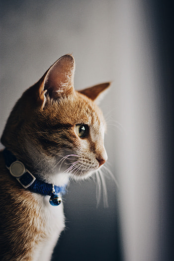 Animals, Cat, Brown, Pet, Sight, Opinion, Collar HD phone wallpaper
