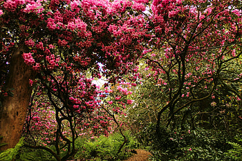 Switzerland, , Park, Blossom, Flower, Pink Flower, Tree HD wallpaper
