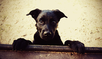 Animals, Dog, Muzzle, Paws HD wallpaper