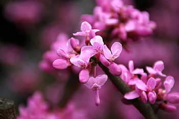 Purple Blossoms, purple, flowers, limb, blossoms HD wallpaper