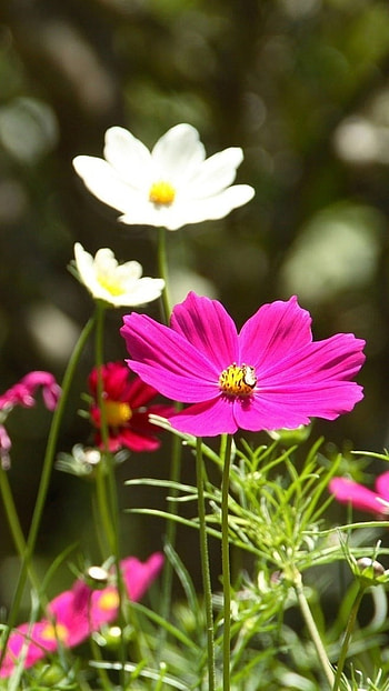 Flowers , Flower, Nature HD phone wallpaper