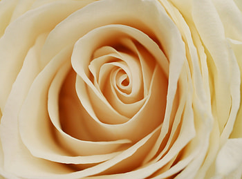 Macro, Light, Rose Flower, Rose, Petals, Bud, Light Coloured, Milky Color, Milk Colour HD wallpaper