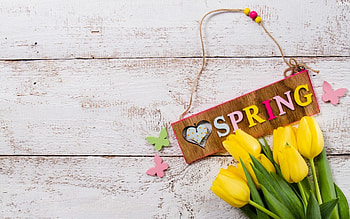 Spring, Flowers, Yellow, Tulips HD wallpaper
