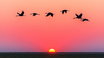 Birds flying over water, Serene ambiance, Tranquil beauty, Nature's wonders HD wallpaper