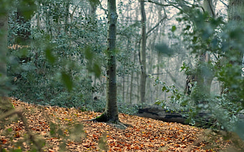 Nature, Autumn, Leaves, Wood, Tree, Emptiness, Void, Grayness, Greyness, Trunk HD wallpaper