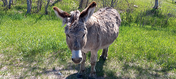 Burros, animals, horses HD wallpaper
