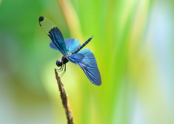Butterfly dragonfly, Dragonflies HD wallpaper