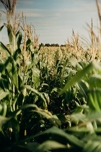 A vibrant cornfield stretches under a blue summer sky, showcasing healthy growth and lush greenery. HD phone wallpaper