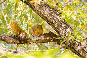 Animals, Squirrel, Wood, Tree, Branches, Animal, Foliage, Rodent HD wallpaper