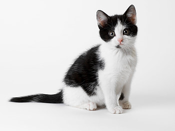 Animals, Cats HD wallpaper