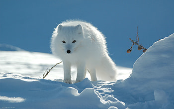 Arctic Fox - Cave HD wallpaper