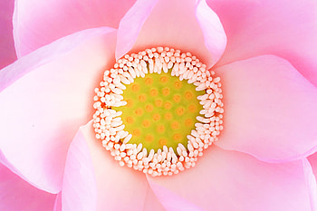 Pink flower, bloom, close up, pollen HD wallpaper