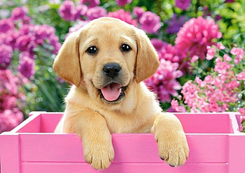 Puppy in Pink Box, puppy, pink, box, cute, flowers HD wallpaper