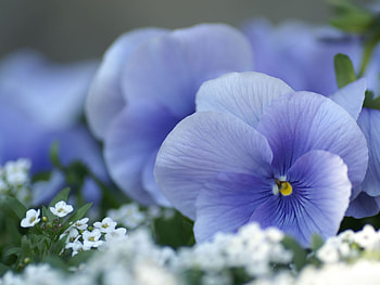 Plants, Flowers HD wallpaper