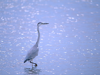 Animals, Birds, Heron HD wallpaper