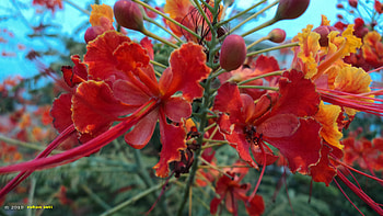 red flowers, nature, flowers, graphy HD wallpaper