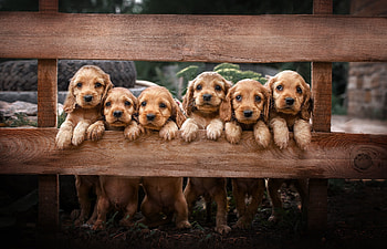 cocker-spaniel puppies, dogs, puppies, animals, cockerspaniels HD wallpaper