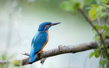Common Kingfisher, animal, kingfisher, bird, common, branch HD wallpaper