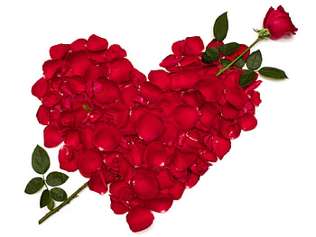 Rose of Love, sexy, leaves, stem, petals, red, rose love, romance, thorns HD wallpaper