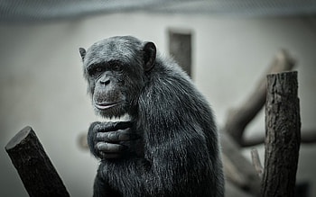 Chimpanzee close-up, , Background HD wallpaper