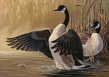 Canada Geese, bird, water, geese, animals HD wallpaper