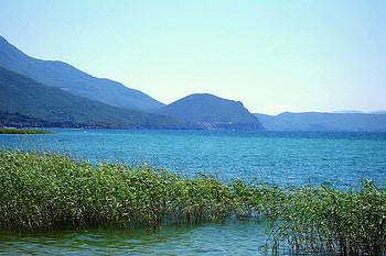 Green reeds, nature, reeds, mountains, rivers HD wallpaper