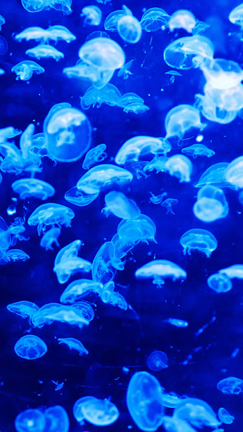 Abyssal Blue Jellyfish — , blue, underwater, Animal, jellyfish HD phone wallpaper