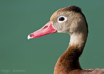 Goose, pink, bird, face, nature, pasari HD wallpaper