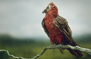 Bearded Vulture, High res daniel bystedts, Vulture side, Vulture HD wallpaper