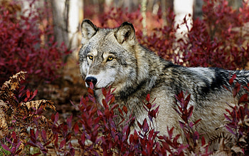 Wolf, red, animal, autumn, leaf, lup, toamna HD wallpaper