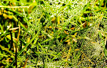 Grass, Background, Drops HD wallpaper