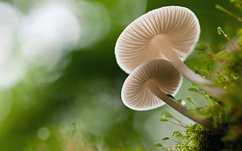 Mushrooms, nature, white, mushroom, green, ciuperci HD wallpaper
