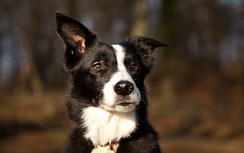 Animals, Dog, Muzzle, Spotty, Spotted, Ears, Surprise, Astonishment HD wallpaper