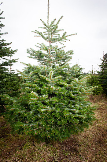 Nordman fir Christmas tree, Festive tradition, Evergreen beauty, Holiday spirit HD phone wallpaper