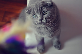 Animals, Cat, Muzzle, Sight, Opinion, Lop-Eared, Briton HD wallpaper