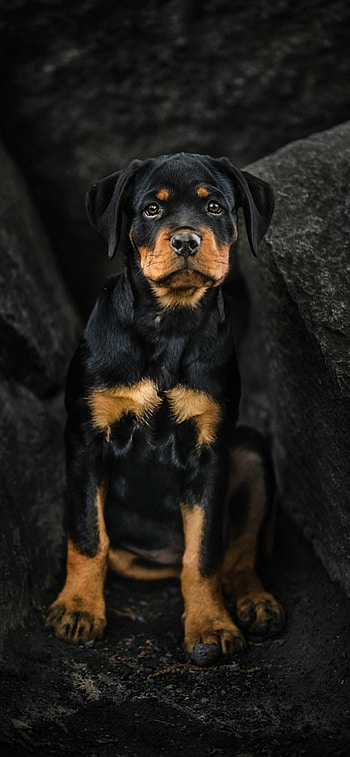 Rottweiler, Dogs HD phone wallpaper