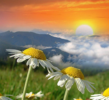 Landscape, sky, flowers, Sun, cloud HD wallpaper