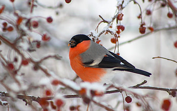 Bullfinch, animal, bird, macro, winter HD wallpaper