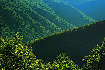 Nature, Trees, Bush, Hills, Slope HD wallpaper