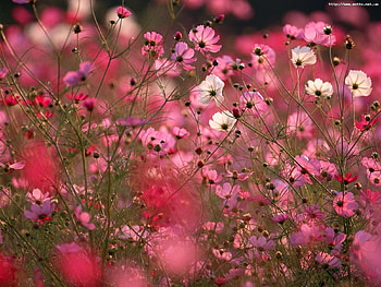 Plants, Flowers, Background HD wallpaper