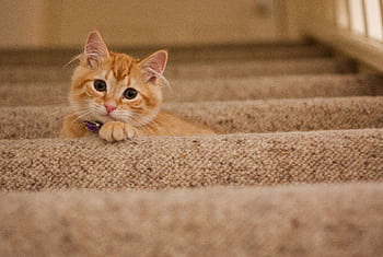 Cute orange kitten with a collar lying on carpeted stairs, looking at the camera. HD wallpaper