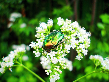 Flower, Macro, Shine, Light, Insect, Crawl, Bug, Beetle HD wallpaper
