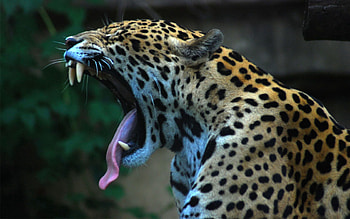 Animals, Jaguar, Grin, Spotted, Spotty, Language, Tongue HD wallpaper