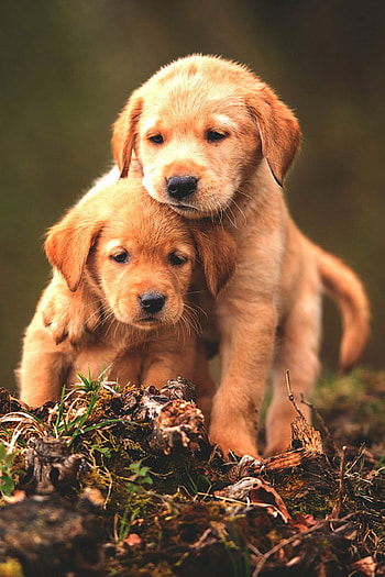 Cute baby animals, Cute dogs, , backgrounds HD phone wallpaper