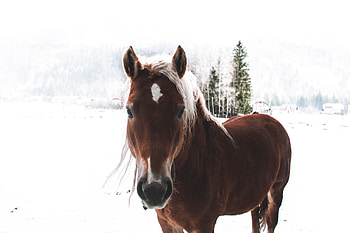 Animals, Snow, Muzzle, Horse HD wallpaper