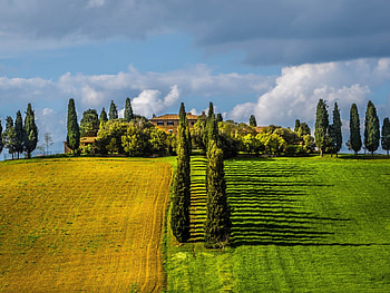 Rows of Poplar Trees Between the Field, house, grass, field, green, clouds, trees, nature, sky, poplar HD wallpaper