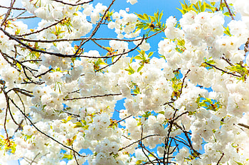 Tree branches, flowers, white, nature, blossom HD wallpaper