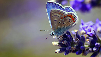 Butterfly Flower Wings, butterfly, flowers, wings HD wallpaper