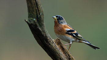 Brown Black White Bird Is Standing On Tree Branch In Blur Background Birds HD wallpaper