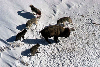 Prey stopped, winter, pack, prey, snow, buffalo, wolfs HD wallpaper